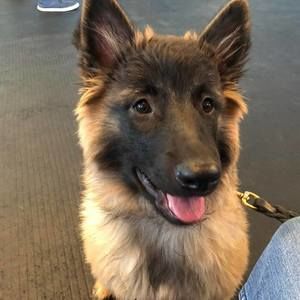 Meet your Posher, Susan